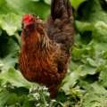 At least 34 people sickened with drug-resistant salmonella infections linked to backyard poultry