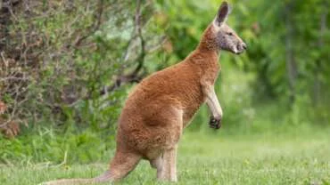 Kangaroo ‘Joey’ caught by Quebec Environment Ministry after days on the loose