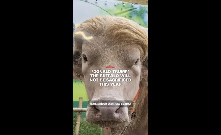 ‘Donald Trump’ the buffalo will not be sacrificed this year