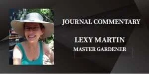 June in the garden – Gold Mountain California News Media