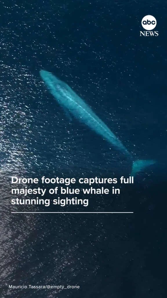 Drone footage captured one of the most majestic sights in all of nature, following along as a …