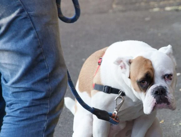 Have your say on problem drinkers… and dog mess