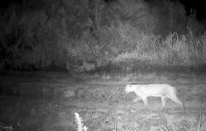 Florida bobcat (which are incredibly efficient nocturnal hunters) on the