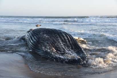 Humpback Sunset Beach.jpeg