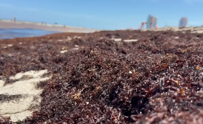 Sargassum blankets South Florida beaches… What about the West coast? Here’s what to know – NBC 6 South Florida