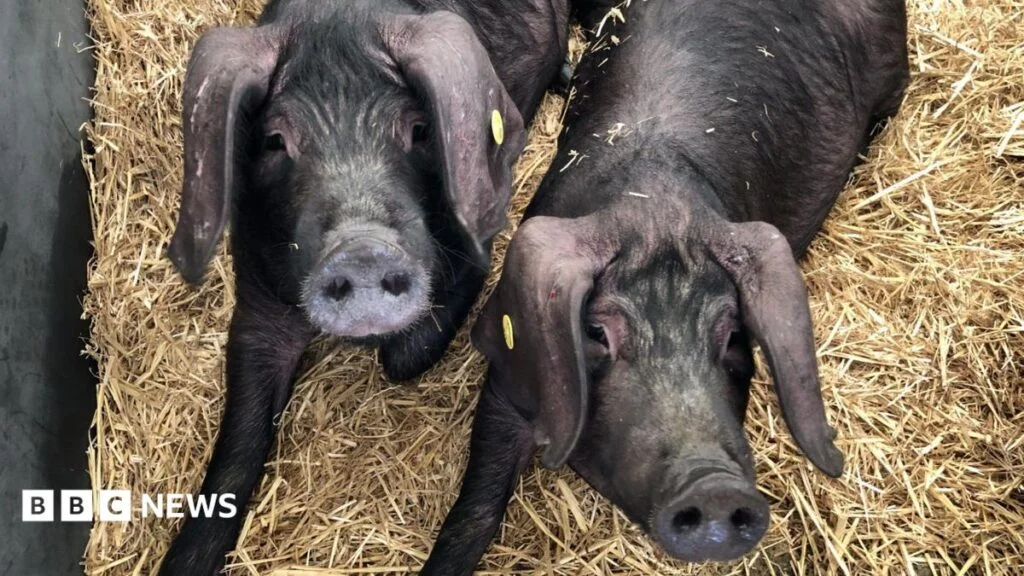 The animal magic of the Lincolnshire Show