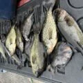Central Florida Fish Connectz