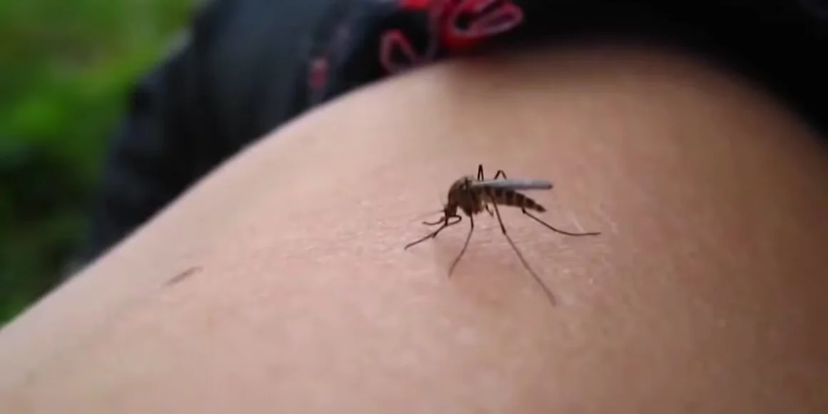 CDC says West Nile virus cases are surging, worst in 2 decades. Here’s how to protect yourself