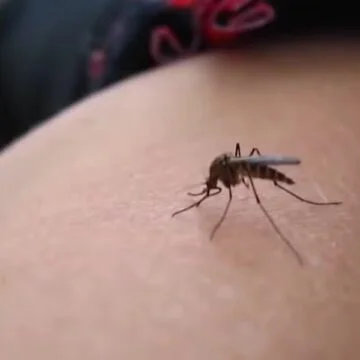 CDC says West Nile virus cases are surging, worst in 2 decades. Here’s how to protect yourself