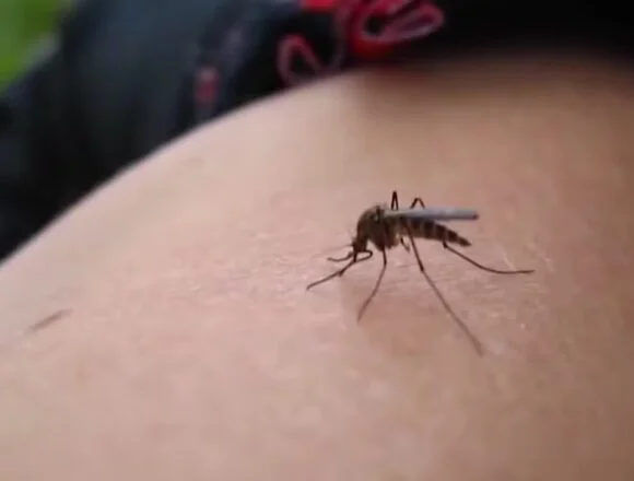 CDC says West Nile virus cases are surging, worst in 2 decades. Here’s how to protect yourself