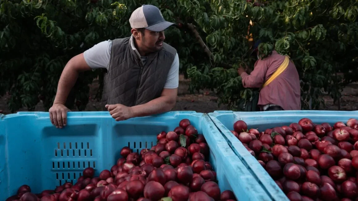 AP26182745581393.jpg California farmer giving away nectarines that he’s not allowed to sell – NBC Bay Area