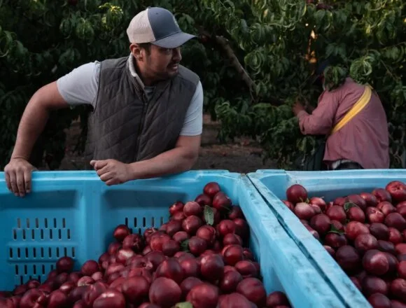 California farmer giving away nectarines that he’s not allowed to sell – NBC Bay Area
