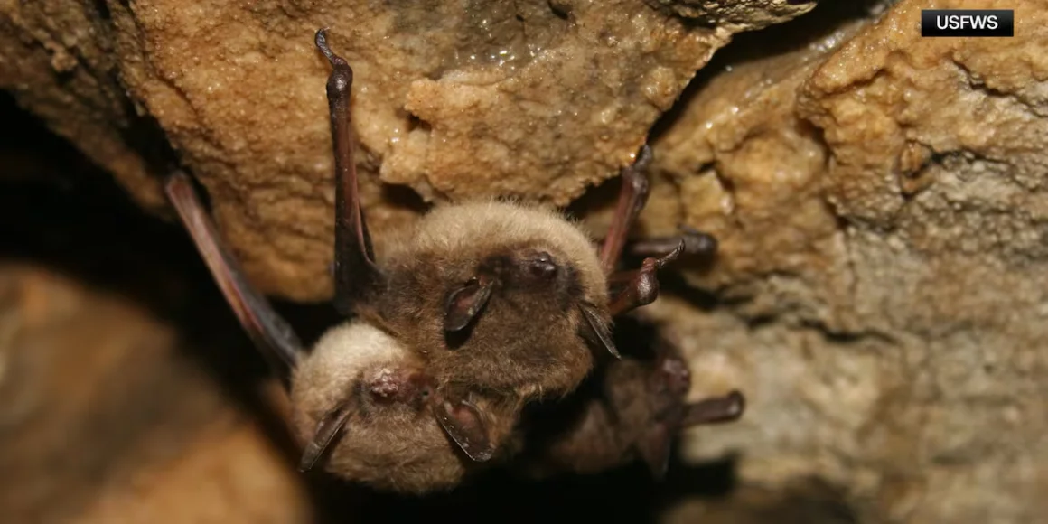 11-year-old boy died of rabies after waking up with a bat on his face, report reveals