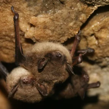 DGBRHKJ6GJC6XKZTP6TICGNMPI.png 11-year-old boy died of rabies after waking up with a bat on his face, report reveals