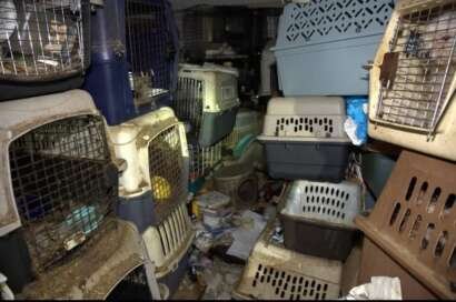 Florida officials rescue nearly 100 cats, dogs hoarded by postal
