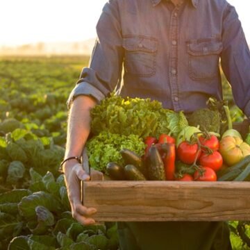 Is lettuce safe? What to know about the cyclospora outbreak