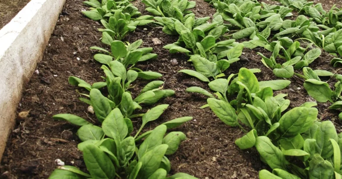Lung health: K1 in leafy greens lower COPD risk study says – CTV News