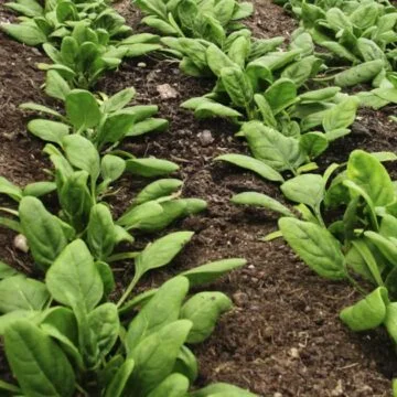 Lung health: K1 in leafy greens lower COPD risk study says – CTV News