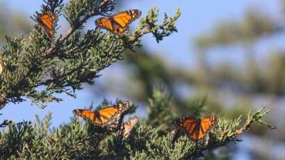 SLO monarchbutterflygrove63621.JPG