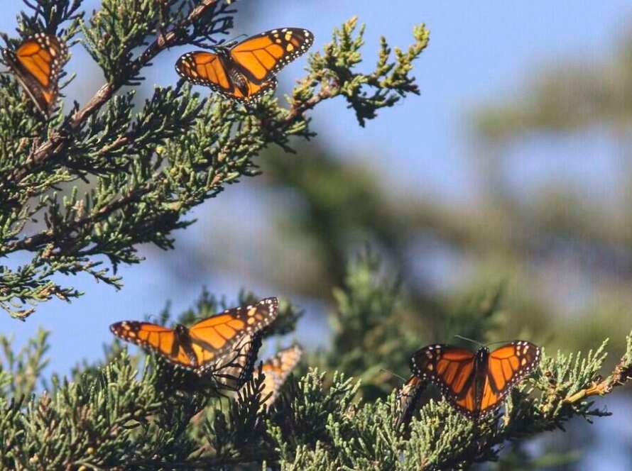 SLO monarchbutterflygrove63621.JPG