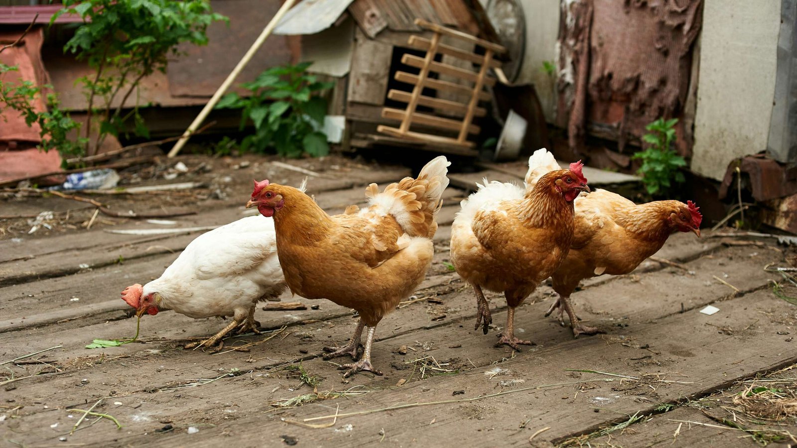 One for the birds: How Auckland is getting ready for bird flu