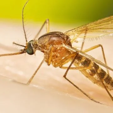 Early, intense West Nile season may signal a severe year for the mosquito-borne illness, CDC says