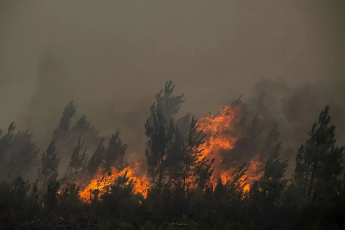 image-1785034985.jpg French wildfires trigger mass evacuations around Bordeaux | Environment