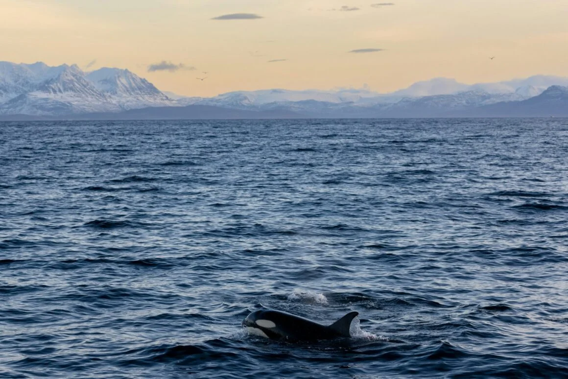 image Understanding Orcas: The Misunderstood Killer Whales and the Need for Innovative Research