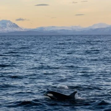 Understanding Orcas: The Misunderstood Killer Whales and the Need for Innovative Research
