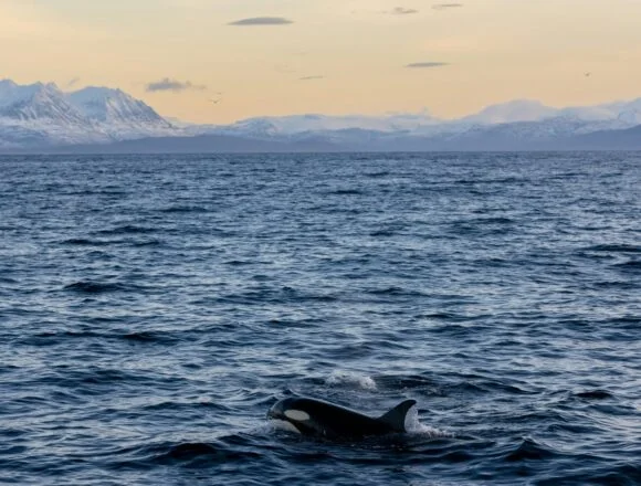 Understanding Orcas: The Misunderstood Killer Whales and the Need for Innovative Research