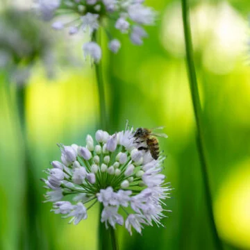 Environment positive every day: From ordinary to extraordinary – Wimbledon