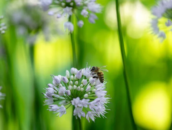 Environment positive every day: From ordinary to extraordinary – Wimbledon