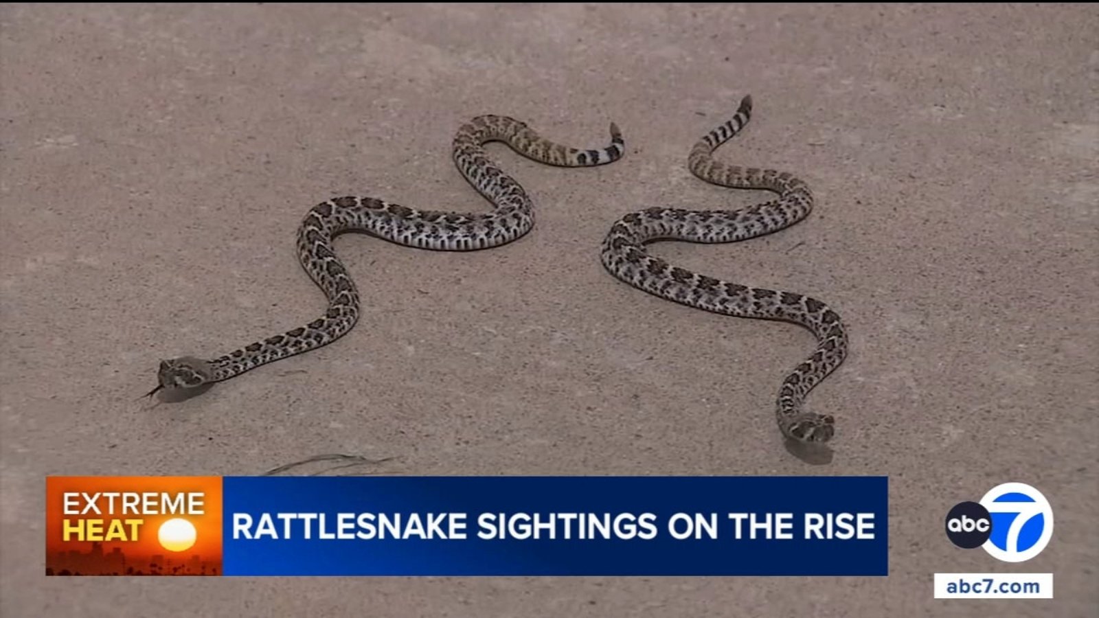 Rattlesnakes are showing up in surprising places across Southern California. What's behind the trend?