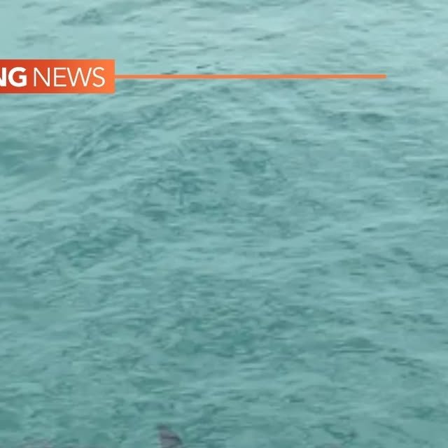 Hammerhead sharks are rarely seen in Southern California waters, or this close to ... - Instagram