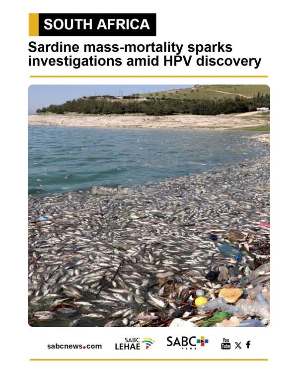 The Department of Forestry, Fisheries and the Environment (DFFE) says it is investigating ...