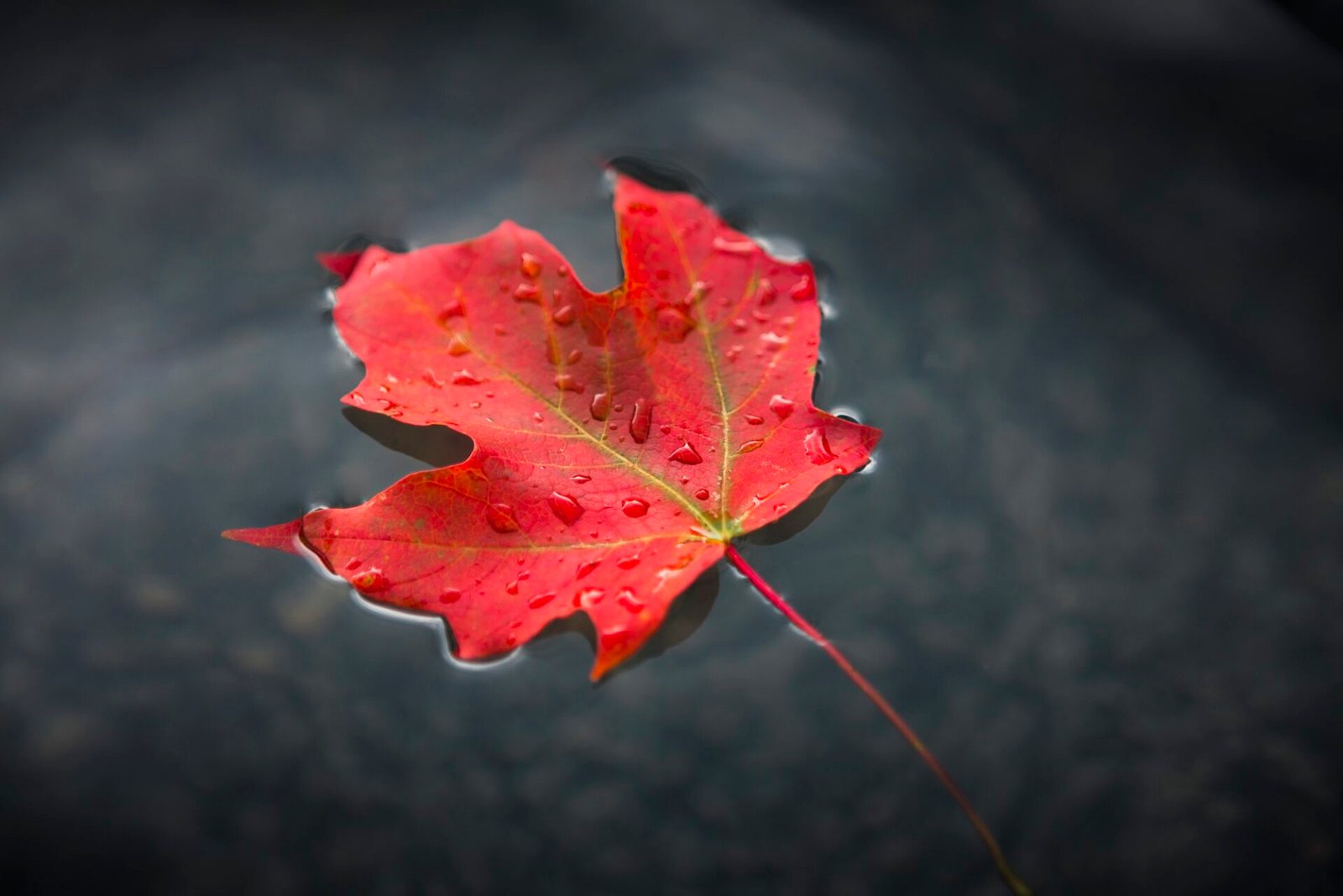 Public engagement process commences on Canada's SDG goals