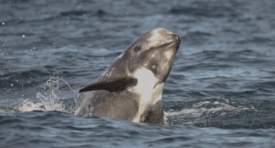 Rissos-dolphins.-Credit-Nicola-Hodgins-3x.jpg British Risso’s dolphins belong to single population