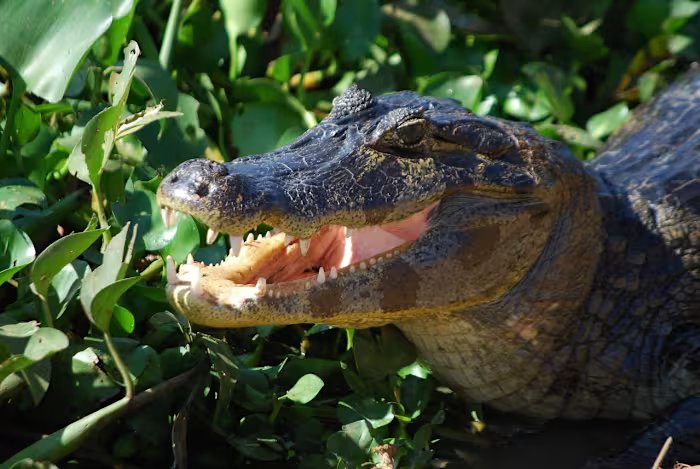 Woman bitten by alligator while swimming in Florida’s Silver River