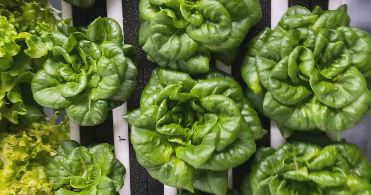 Is hydroponic produce safer during foodborne illness outbreaks? :: WRAL.com