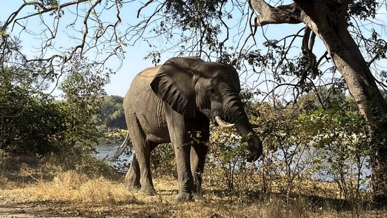 The Documentary Podcast | Victoria Falls: An environment on the edge - BBC Audio https://internetconnectz.com/department-of-environment-and-natural-resources-denr/ Environment Connectz