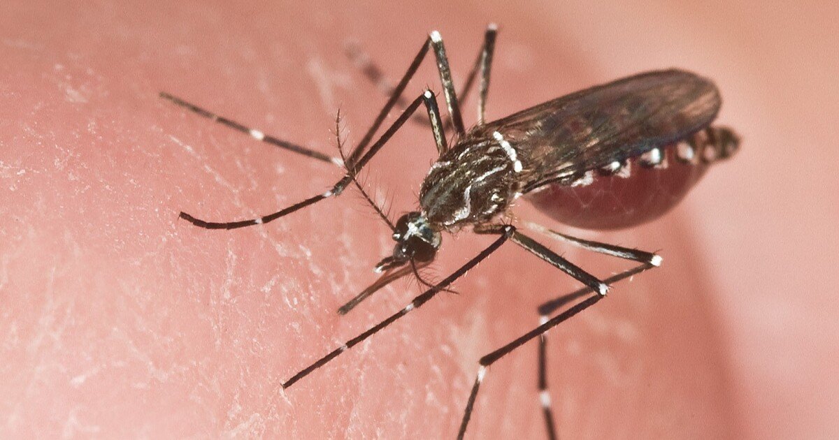 More signs of locally acquired dengue in Hillsborough, Pinellas