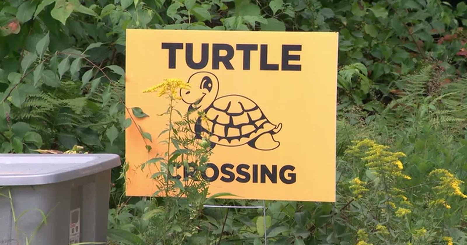 Man fined $620 for turtle deaths 1st to be convicted under new law - Channel 3000