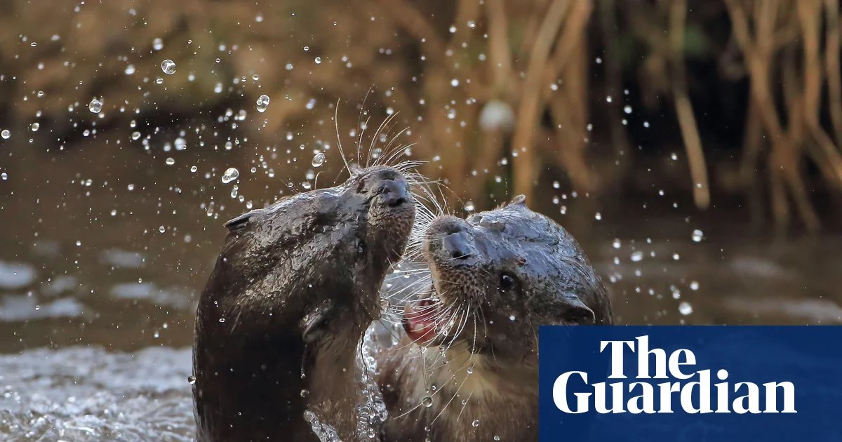 Country diary: The wild, riotous sounds of otters in battle | Environment