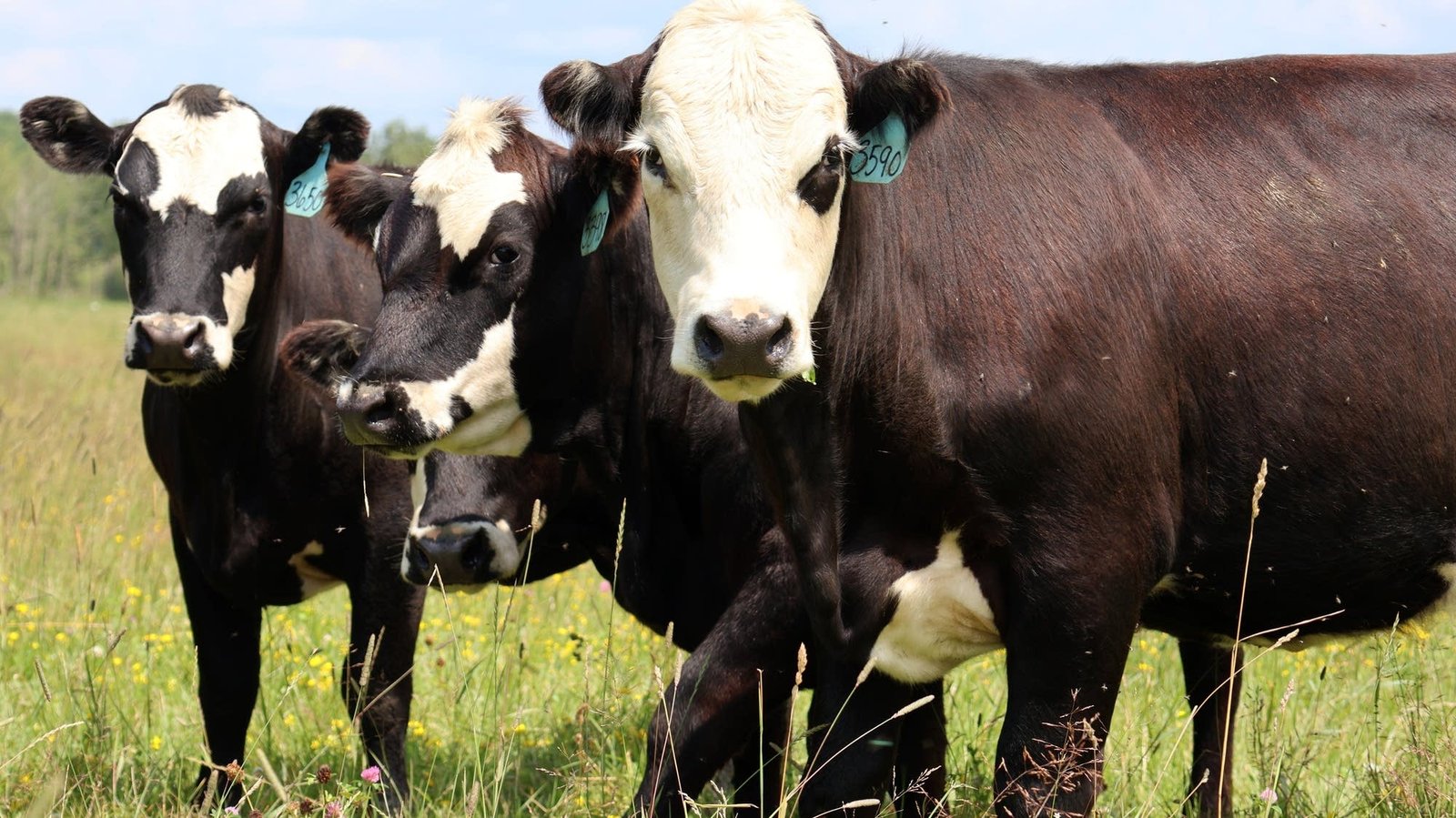 Rabies confirmed in a Brown County cow. MDH recommends shots for 9 people exposed