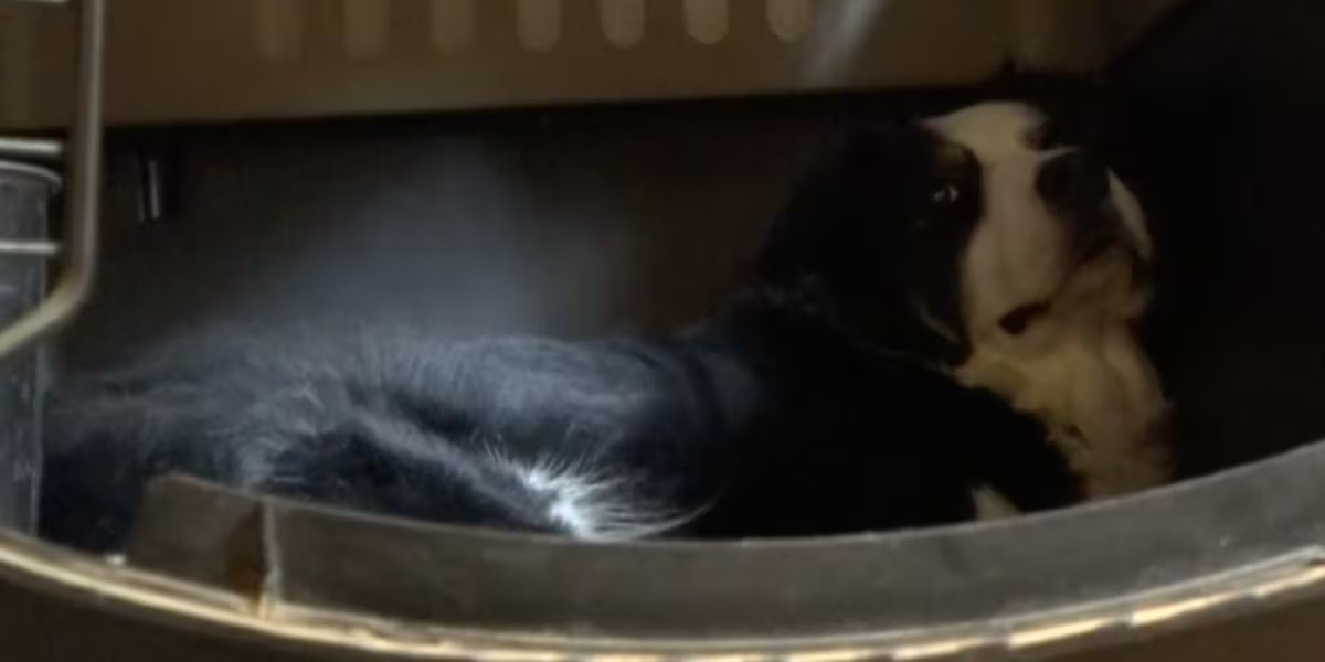 Leigh’s Lost and Found: How to help dogs adapt socially to their environment