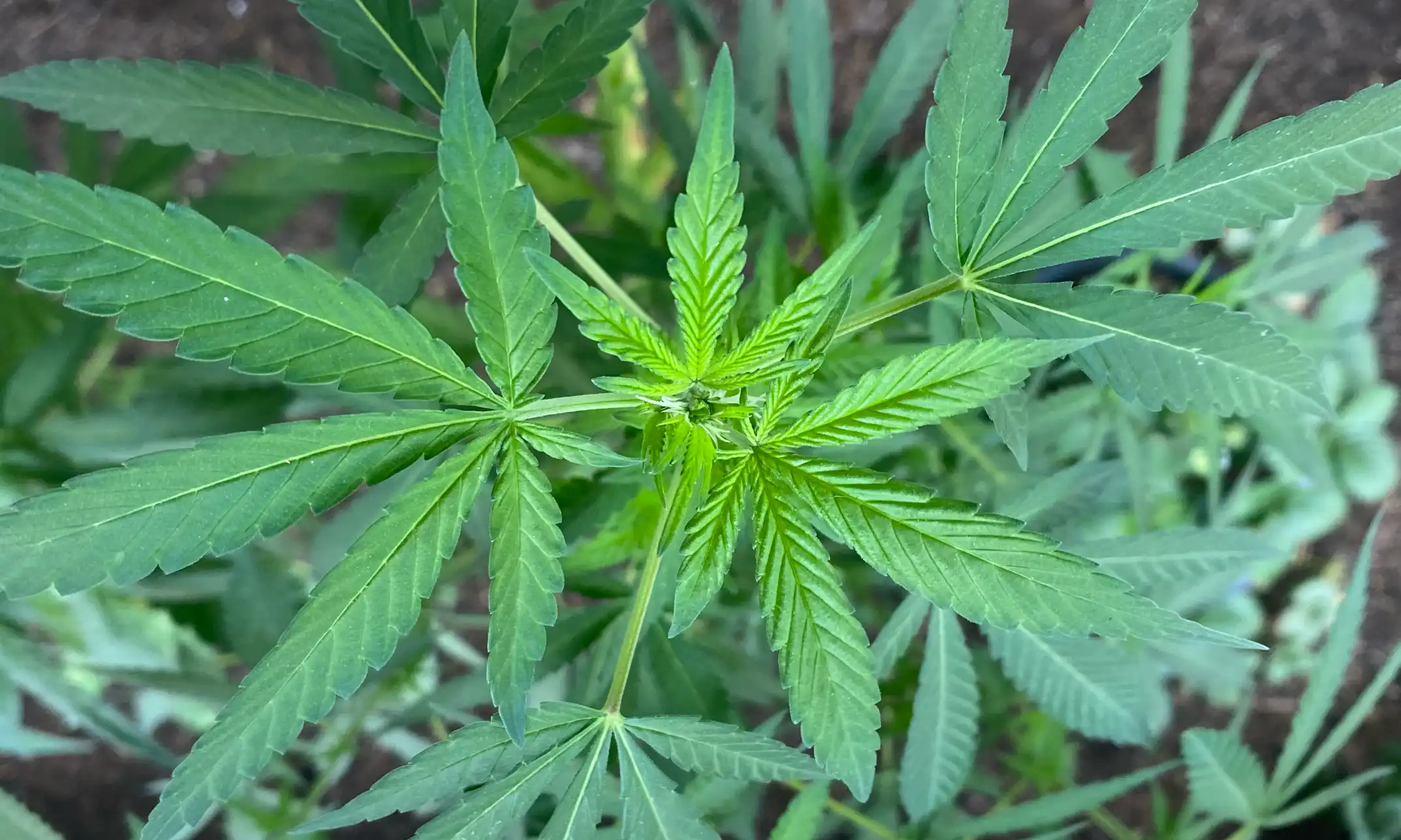 California Bill To Legalize Marijuana Dispensary Drive-Thru Windows Is Put On Hold By Its Sponsor