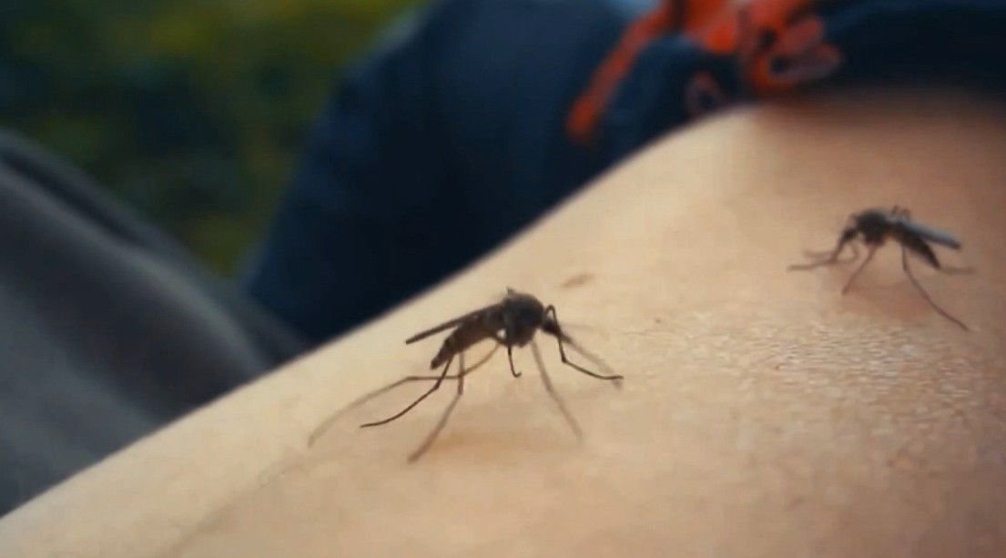 Hillsborough County has 134 dengue fever cases