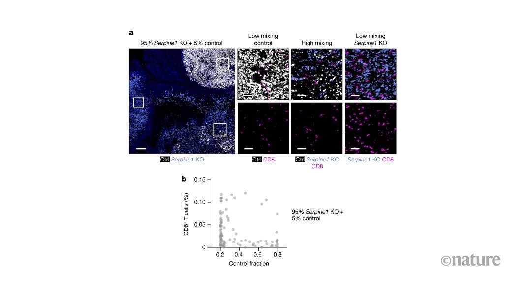 Tumour cells shape their environment to protect them from the immune system