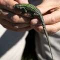 Rapid spread of invasive lizards on Vancouver Island could have ‘serious’ environmental impact: experts