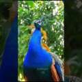 High quality peacock sound call short video #peacocksound #birds